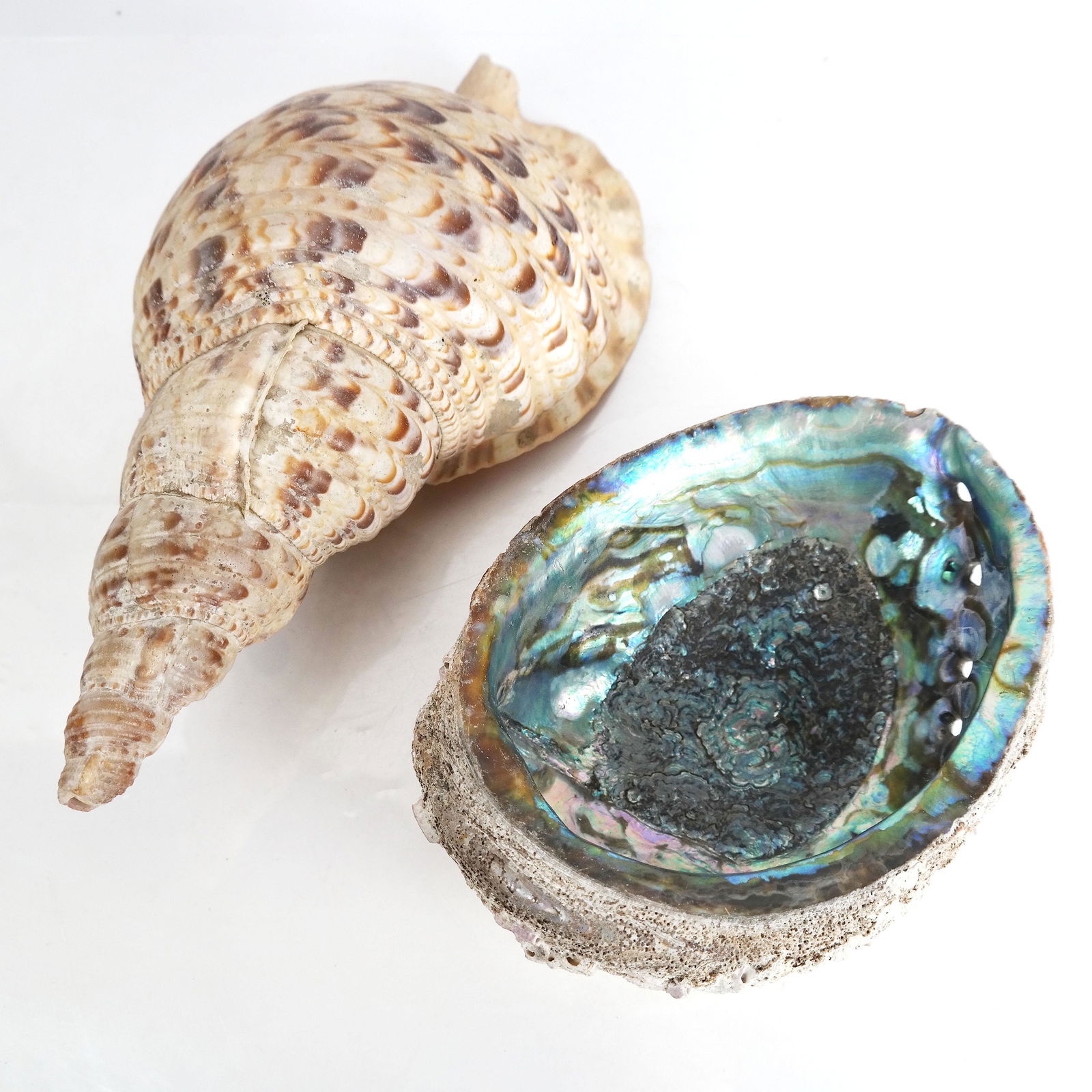 Two Large Natural Shells: Conch & Abalone (1 of 10)