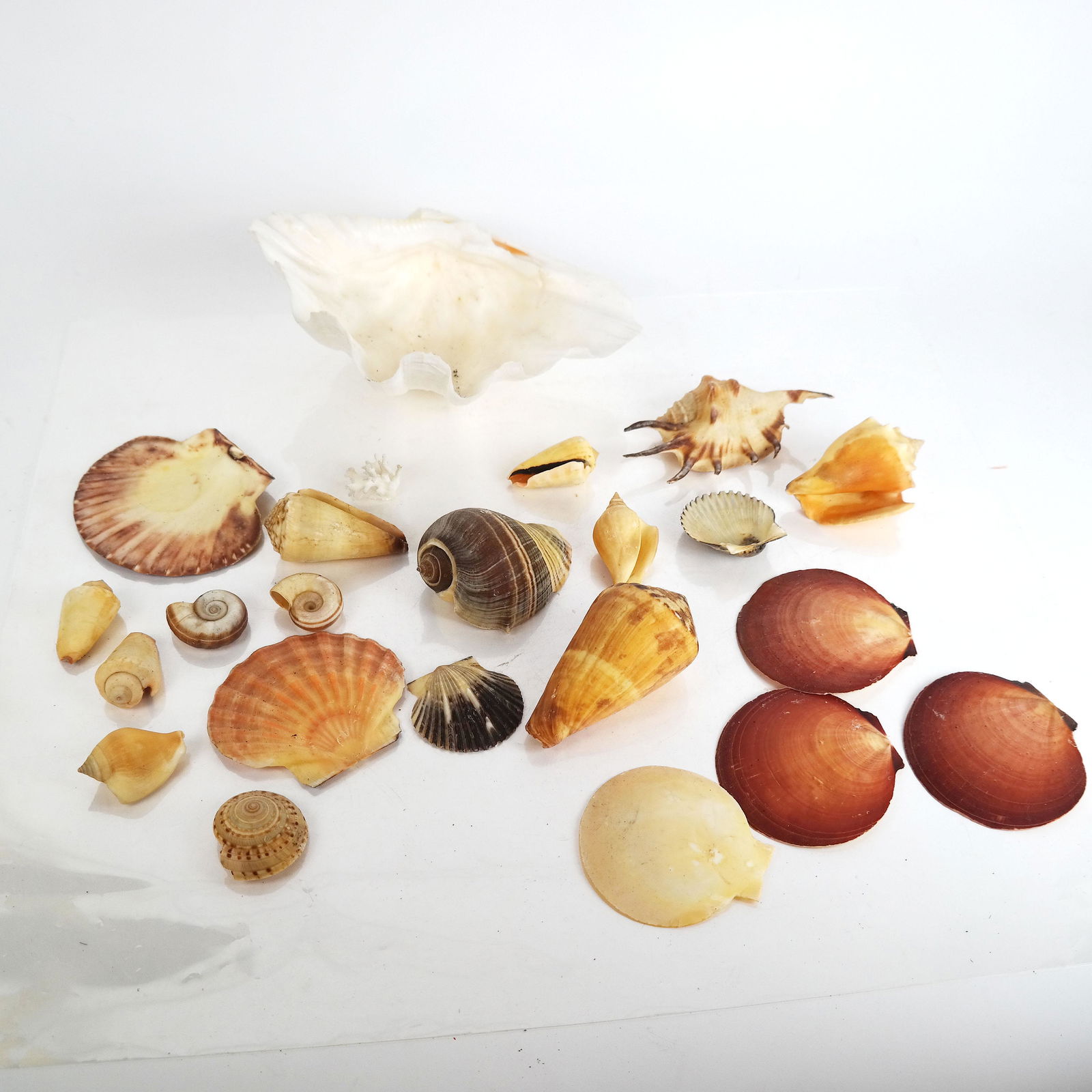 Lot of Exotic Natural Sea Shells (1 of 10)