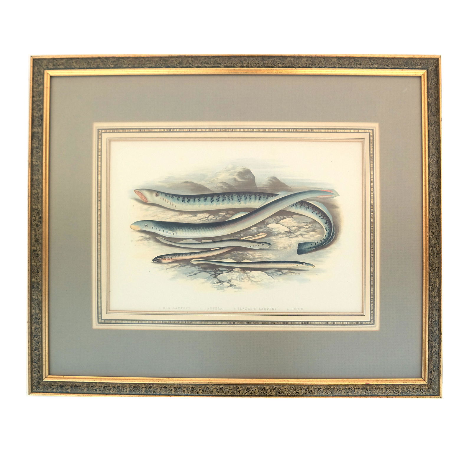 Framed 19th C. Engraving of Lampreys (1 of 4)