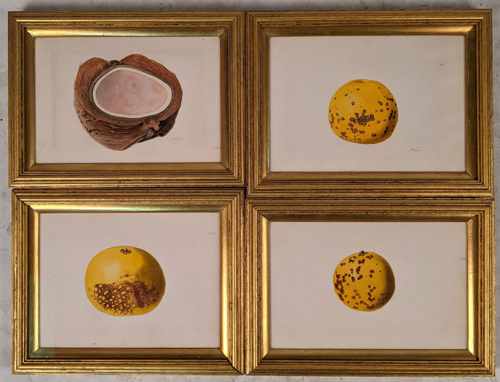 Gilt Framed Fruit Watercolor Paintings (1 of 8)