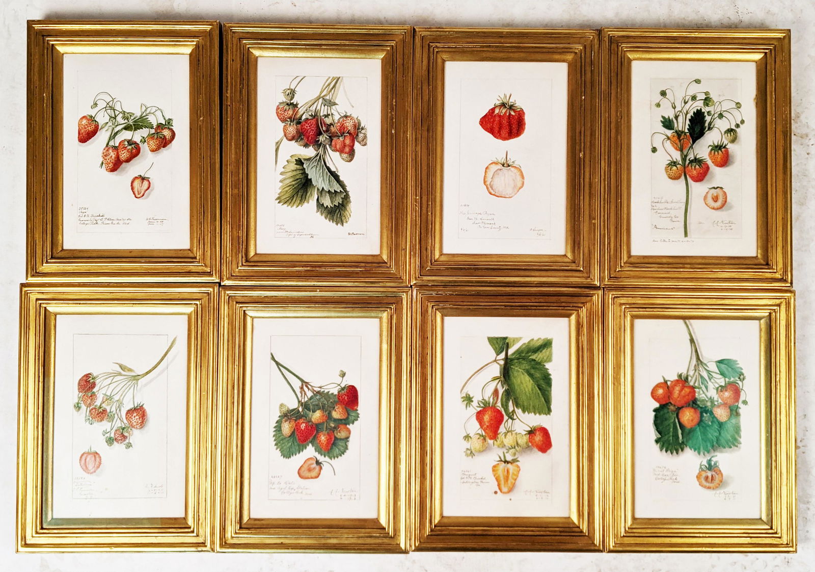 Set of 8 Watercolor Paintings of Strawberries (1 of 11)