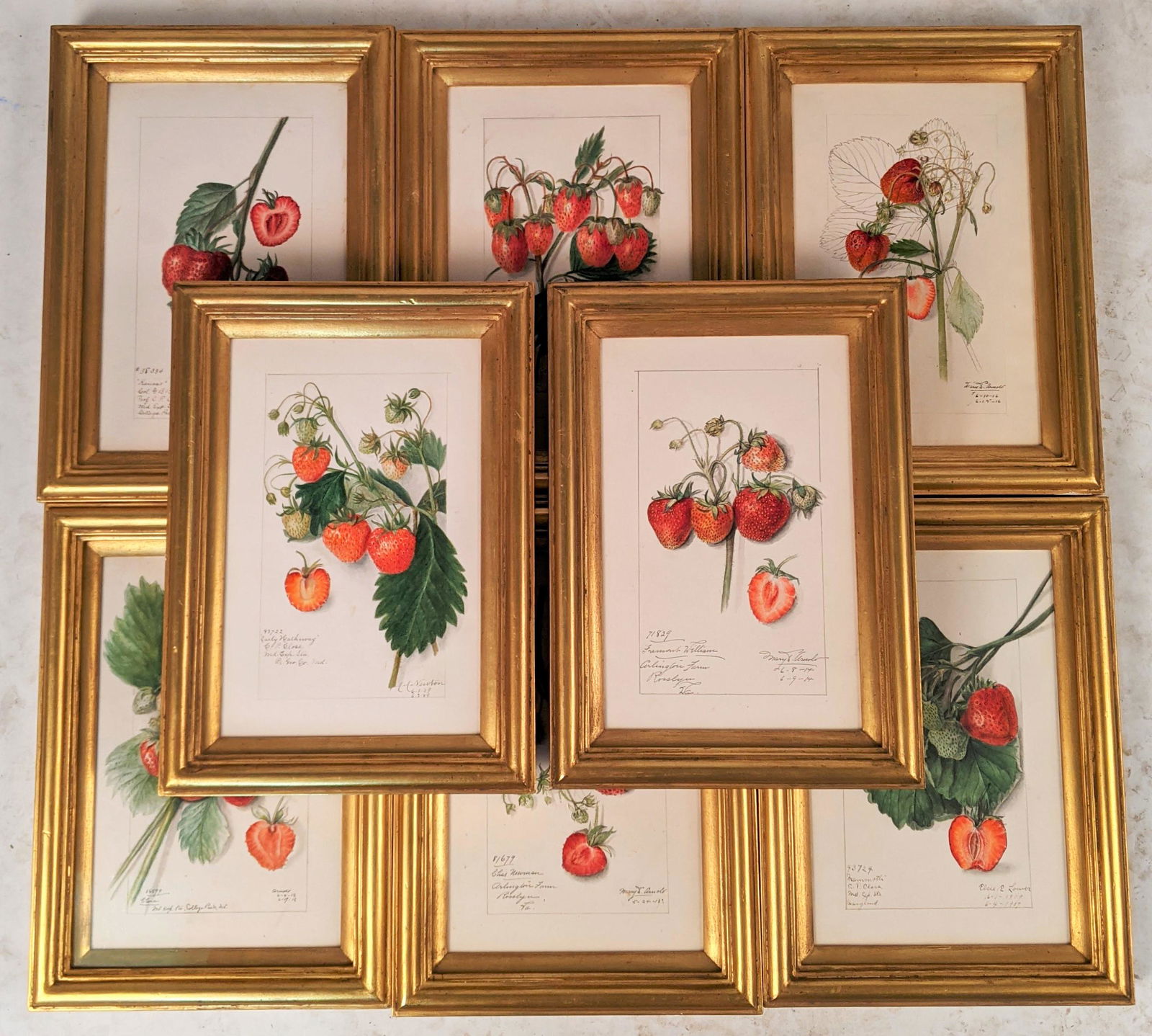 Set of 8 Strawberry Watercolor Paintings (1 of 10)