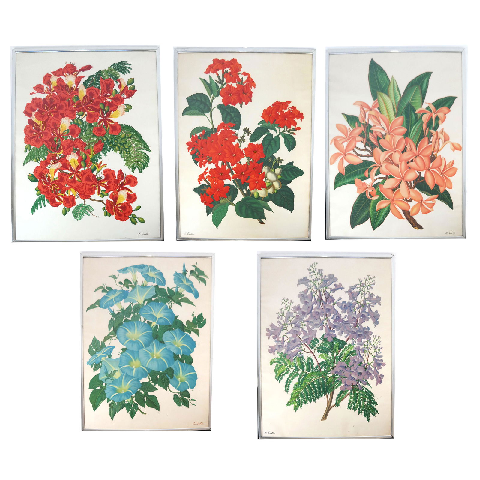 Set of 5 Large Floral Prints by Sexton (1 of 20)