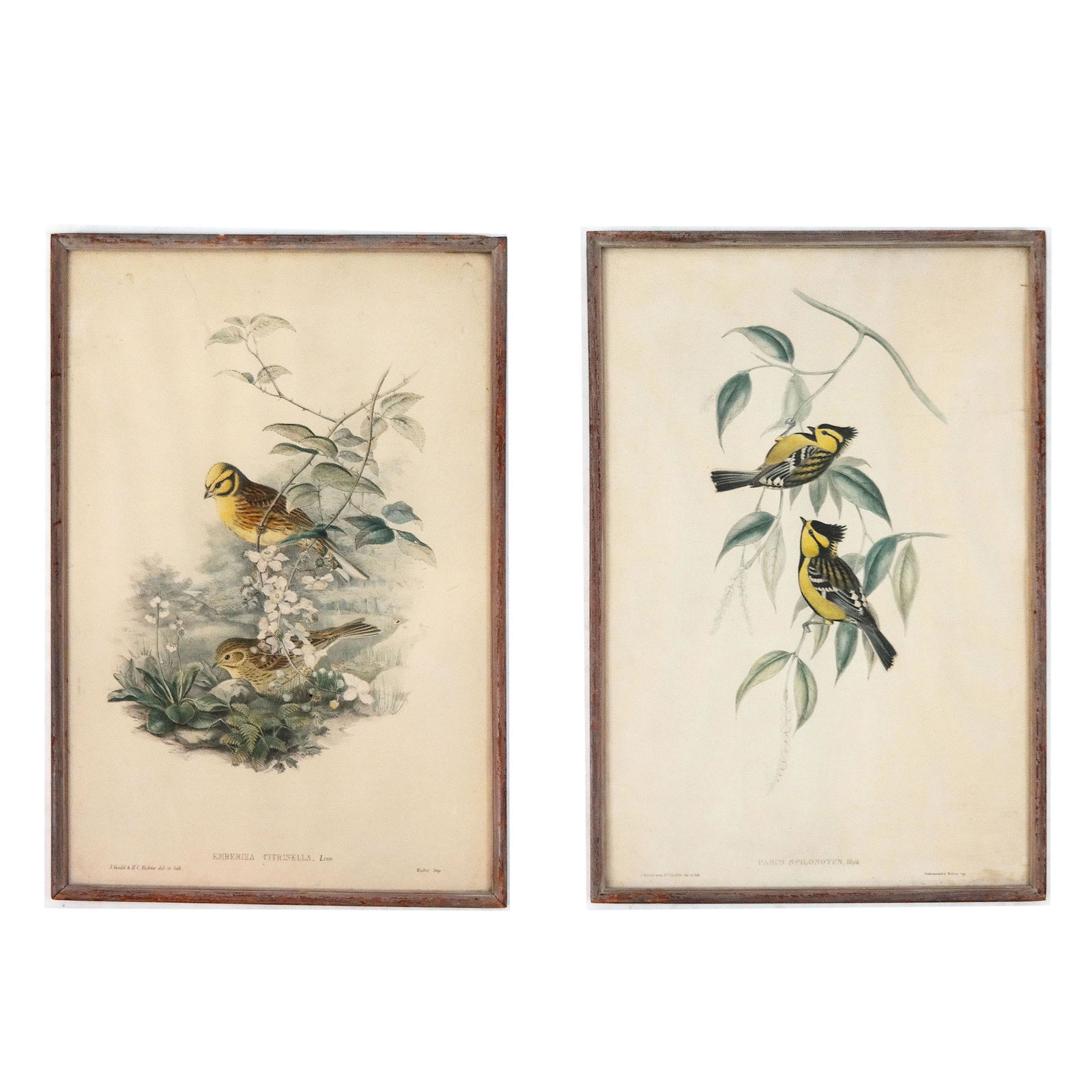 Gould & Richter: Pair of Ornithological Prints (1 of 12)