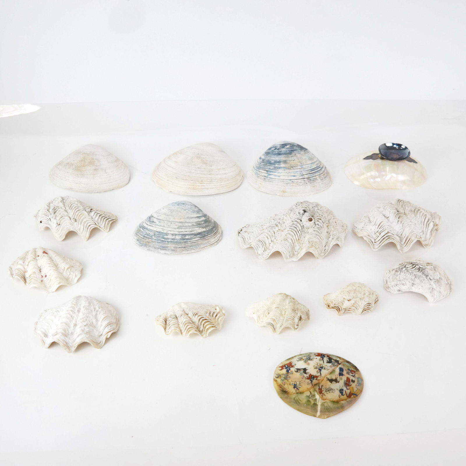 14+ Assorted Seashells (1 of 8)