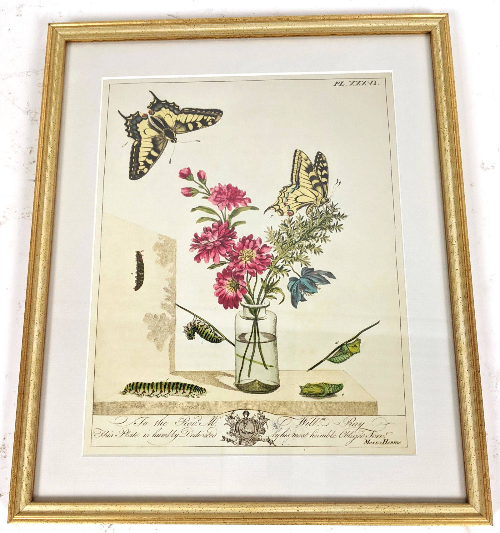 Moses HARRIS: Butterflies - Framed Print (1 of 8)