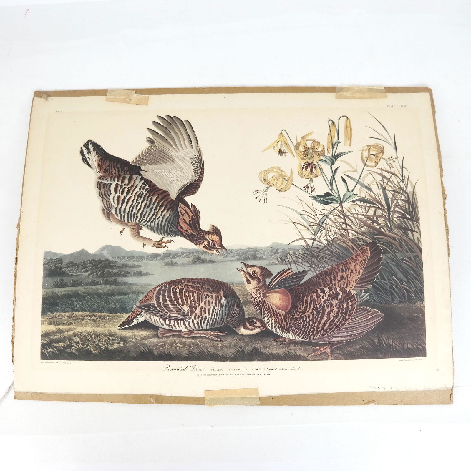 Audubon Book Plate Print (1 of 5)