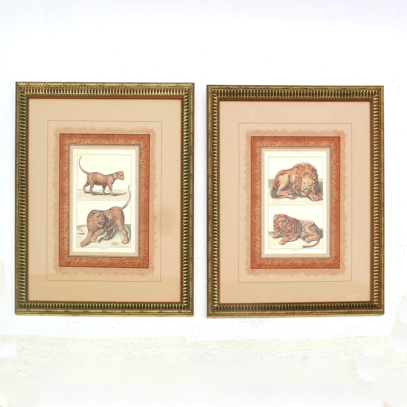 Pair of Lion & Tiger Prints (1 of 8)