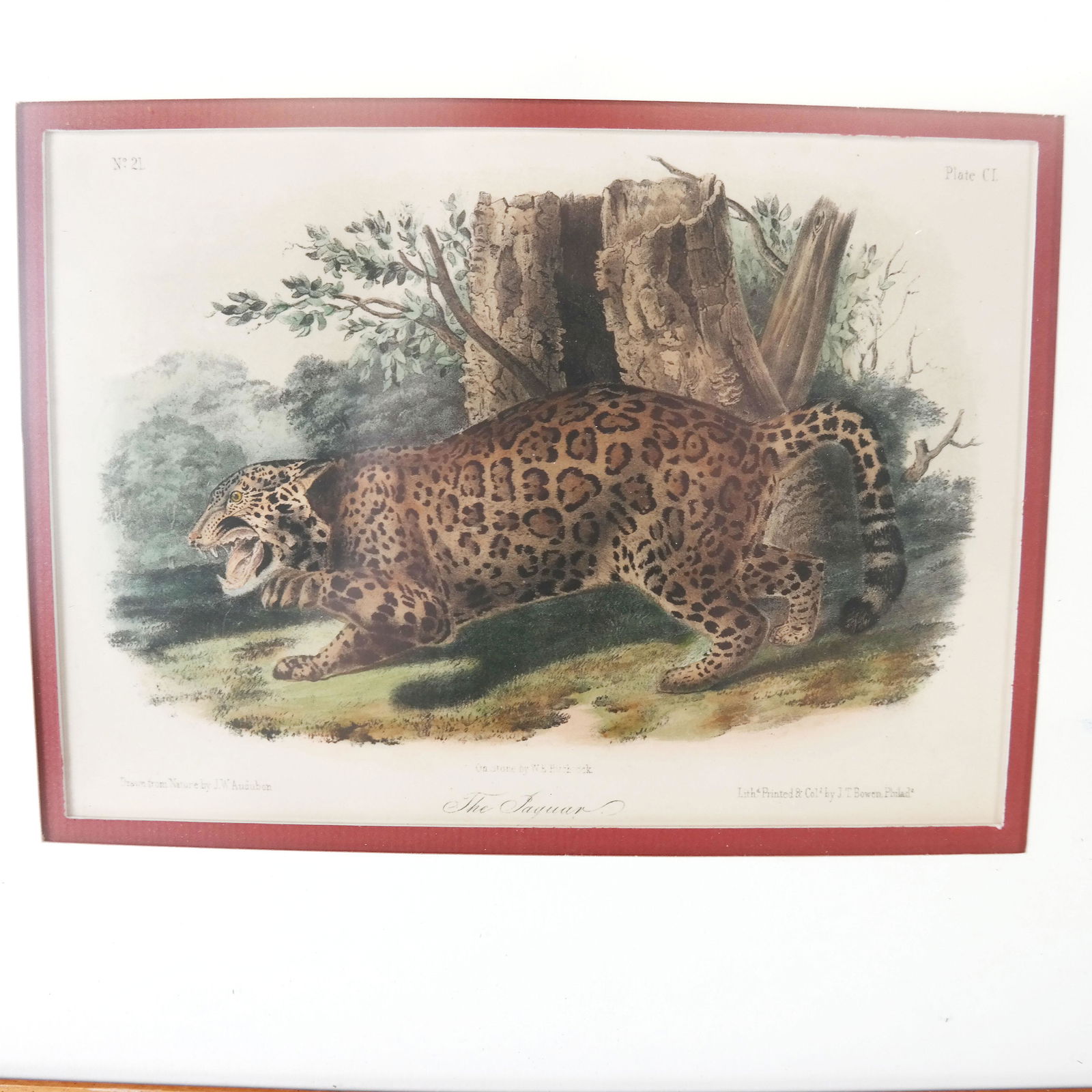 Audubon Book Plate Print (1 of 9)