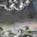 item-131695166=12