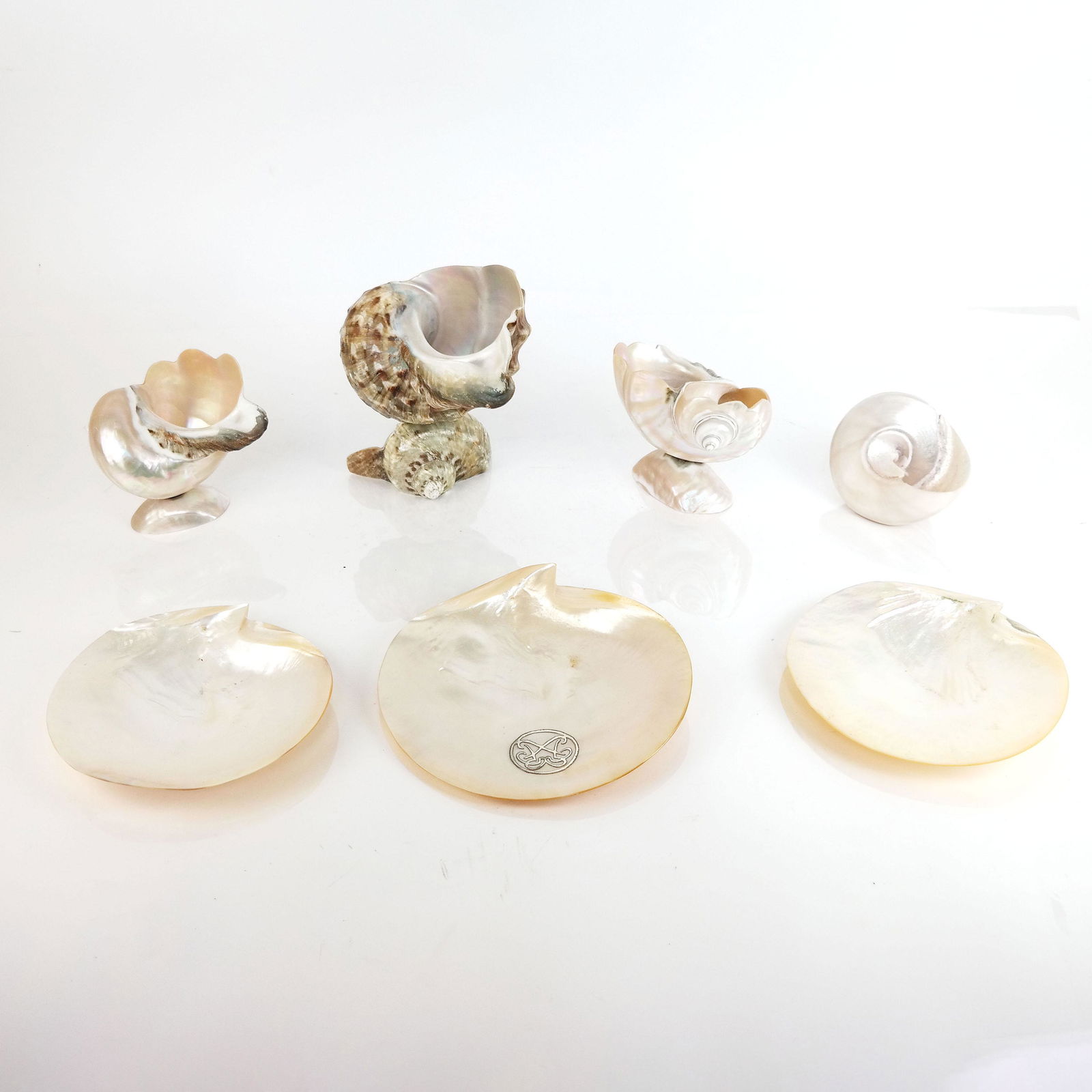 Group of Various Sea Shells (1 of 11)