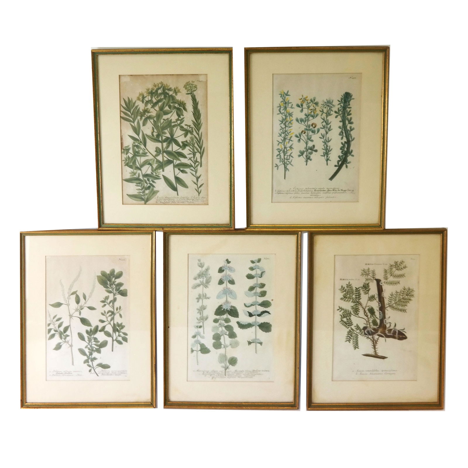 Set of 5 Framed Botanical Prints (1 of 20)