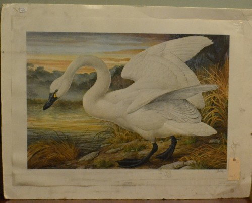 Collotype Print Swan: Collotype print of a Tundra Swan. #567/750