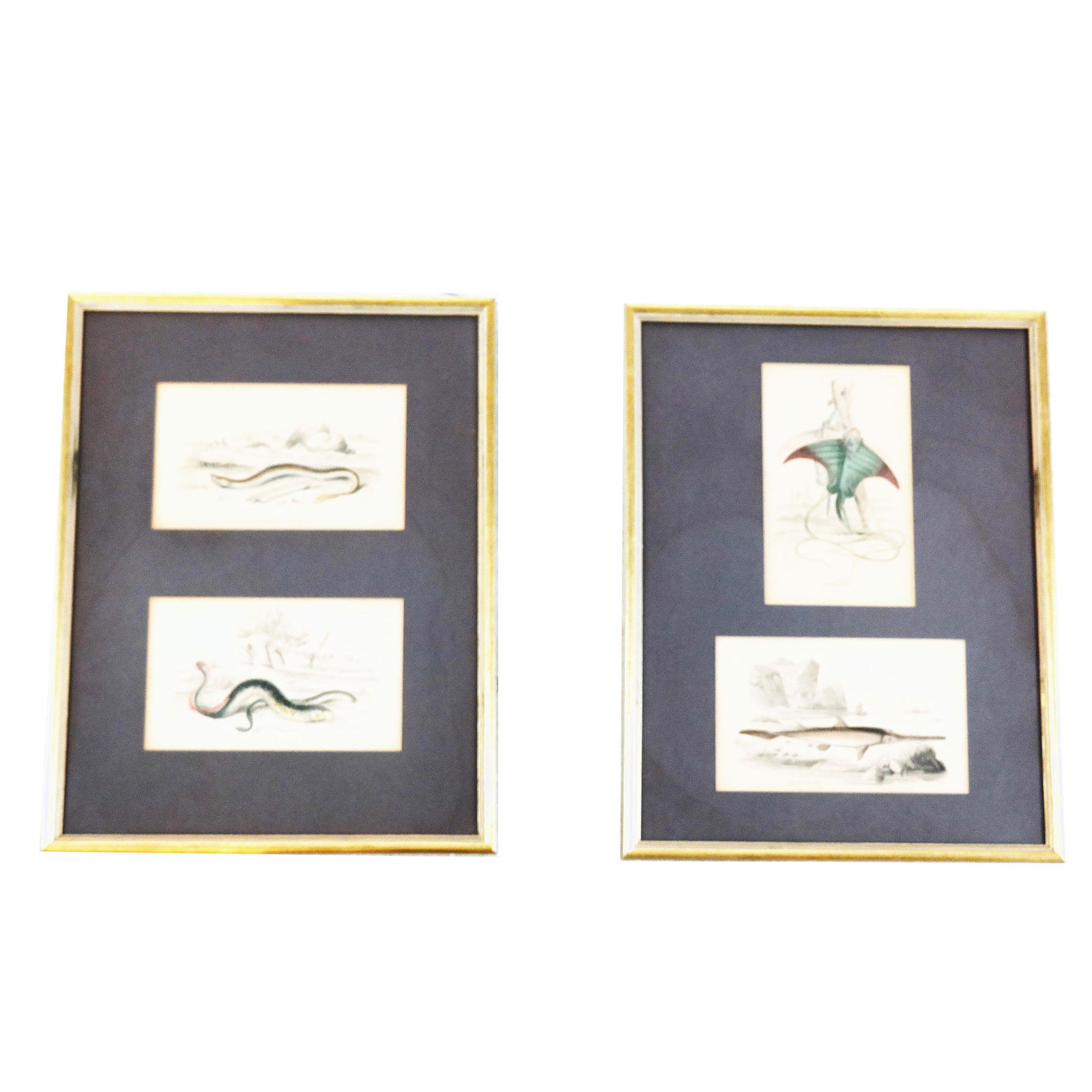 Four 19th C. Prints - Lampreys, Ray, Sawfish (1 of 8)