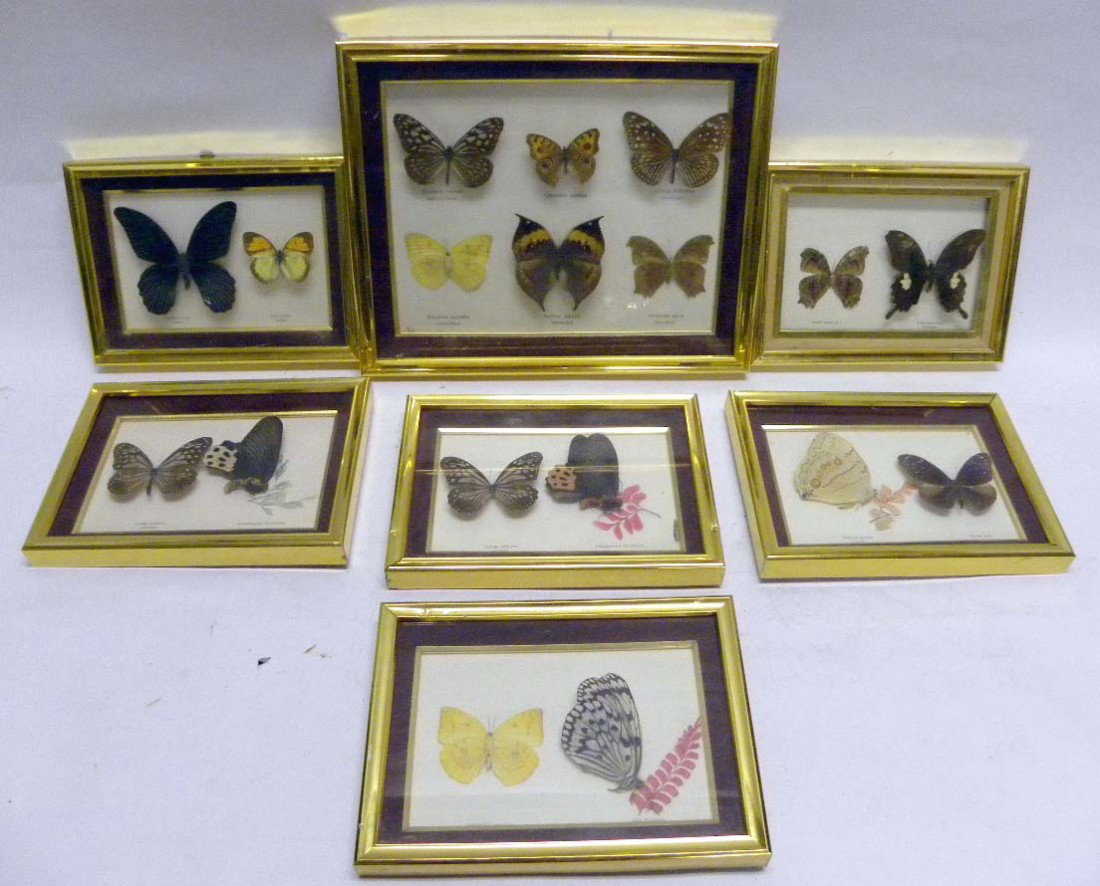 Group of 7 Framed Butterfly Shadow Boxes: A group of seven framed butterfly shadow boxes displaying examples of the insects and their Latin names. Overall good condition, losses to some butterflies and dings to frame. Largest: 10.5" H x 12.5"