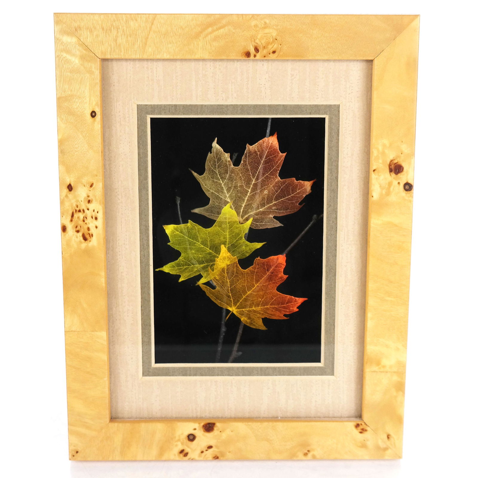 Booker MOREY: "Leaf Lines" - Framed Maple Leaves (1 of 7)