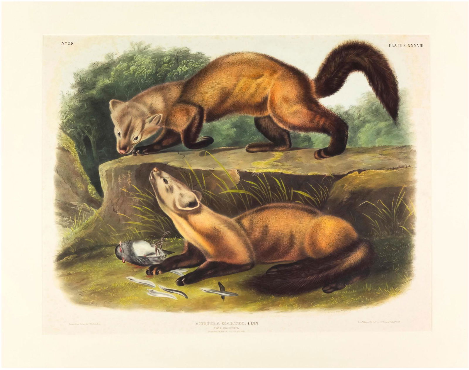 John James AUDUBON: Pine Marten - Lithograph (1 of 6)