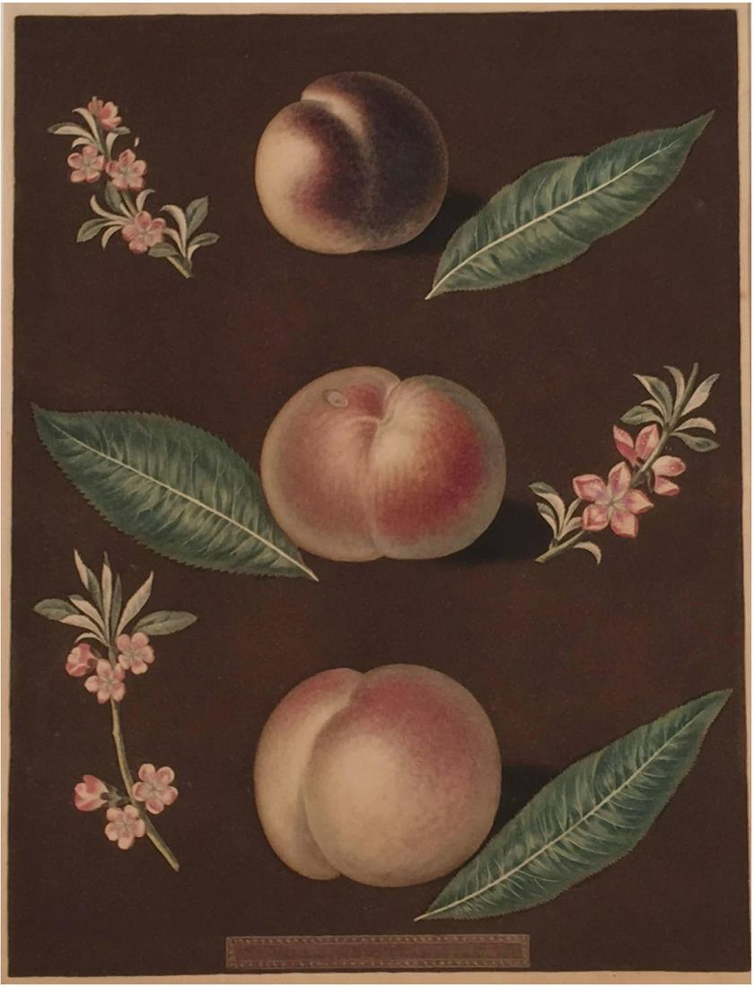 George BROOKSHAW: Peaches - Engraving, 1812 (1 of 3)