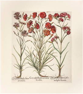 Basilius BESLER: Carnations - Engraving, 1613: Original copper engraving published in the famous large flower book "Hortus Eystettensis" (Garden at Eichstätt) by Basilius Besler. Depicts three types of Carnations: Caryophyllus simplex borten sisv