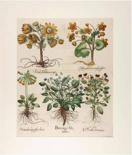 Basilius BESLER: Pseudo Helleborus, etc. - Engrav: Original copper engraving published in the famous large flower book "Hortus Eystettensis" (Garden at Eichstätt) by Basilius Besler. Depicts Pseudo Helleborus niger, Caltha palustris simplici flore, P