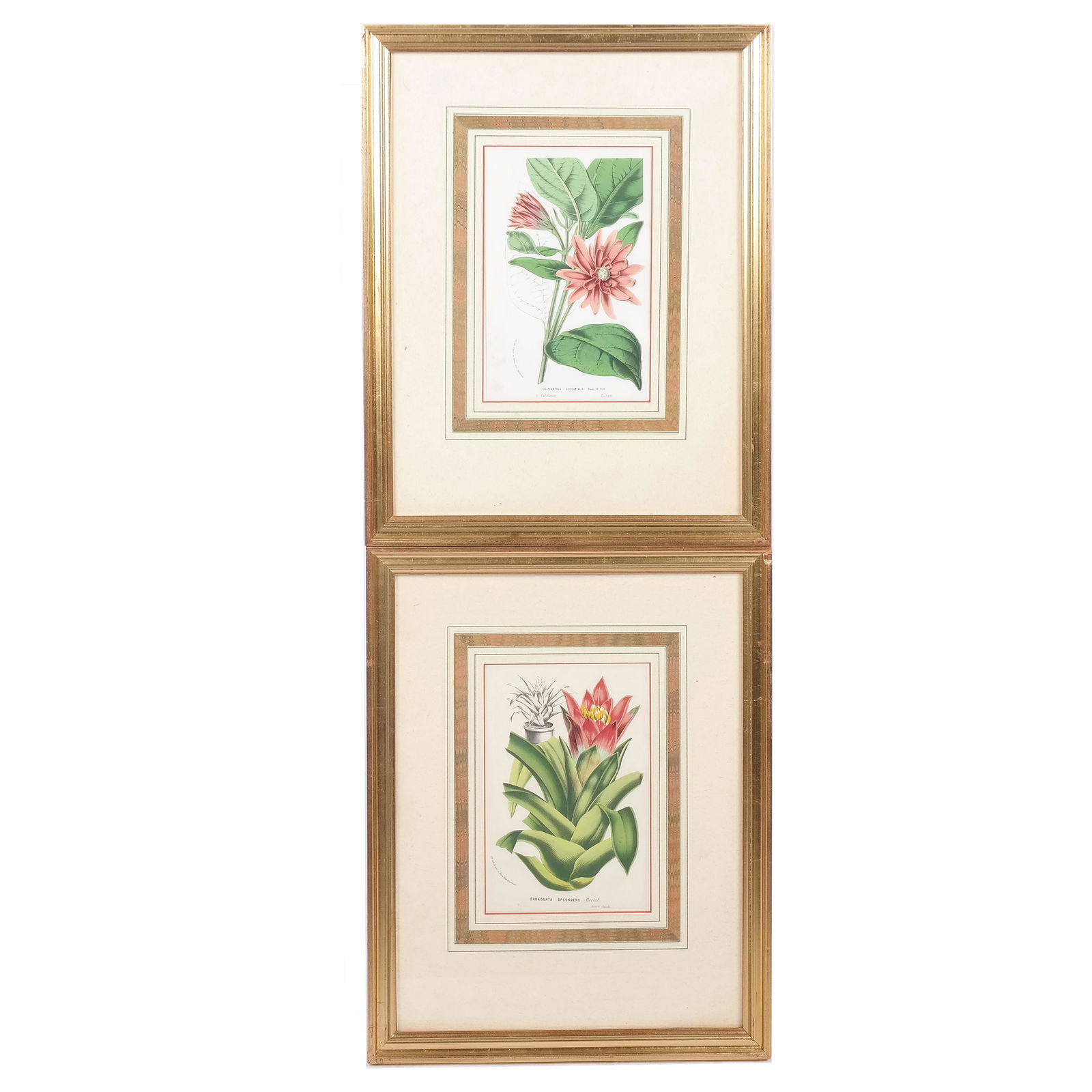 Pair of English Framed Botanical Prints (1 of 8)
