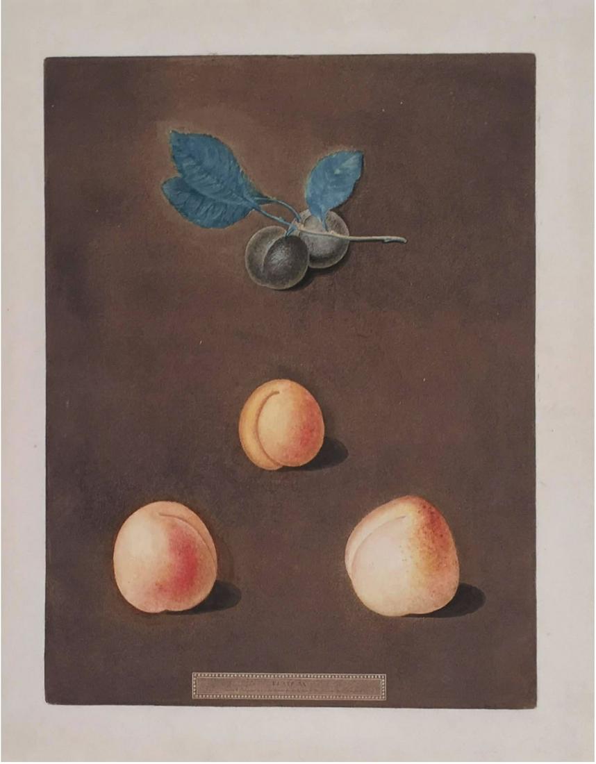 George BROOKSHAW: Apricots (1812) - Engraving (1 of 4)