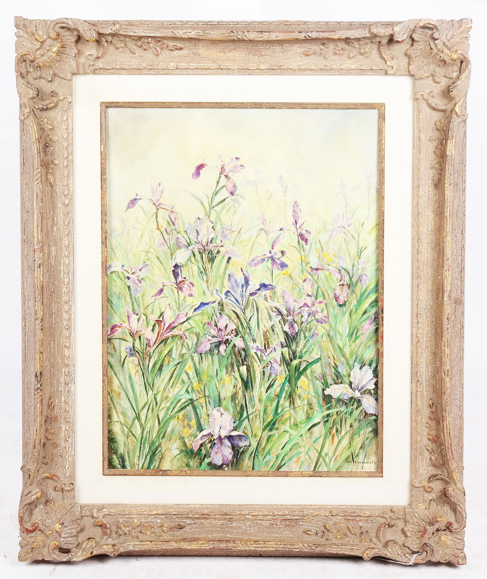 Jane CHENOWETH: "Wild Iris" - Oil on Board (1 of 9)