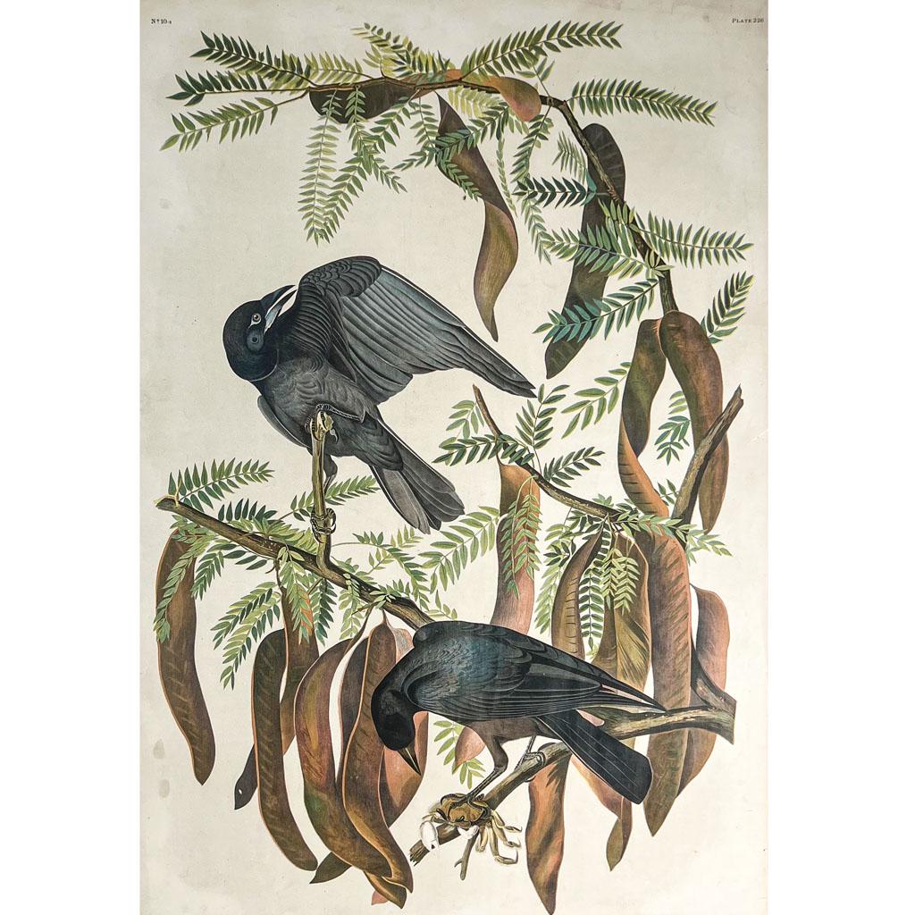 AUDUBON: "Fish Crow" - Chromolithograph (1 of 8)