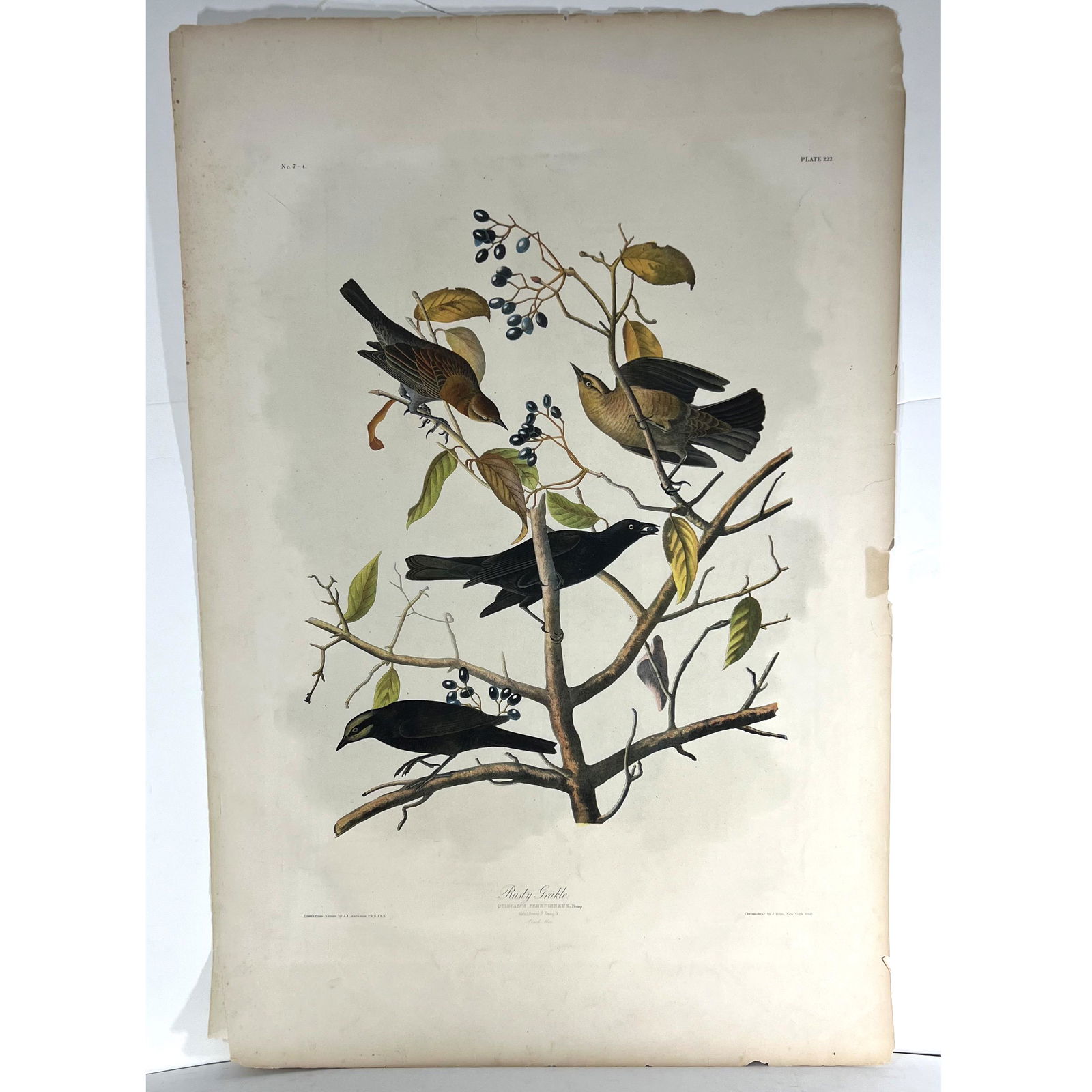 AUDUBON: "Rusty Grakle" - Chromolithograph (1 of 9)