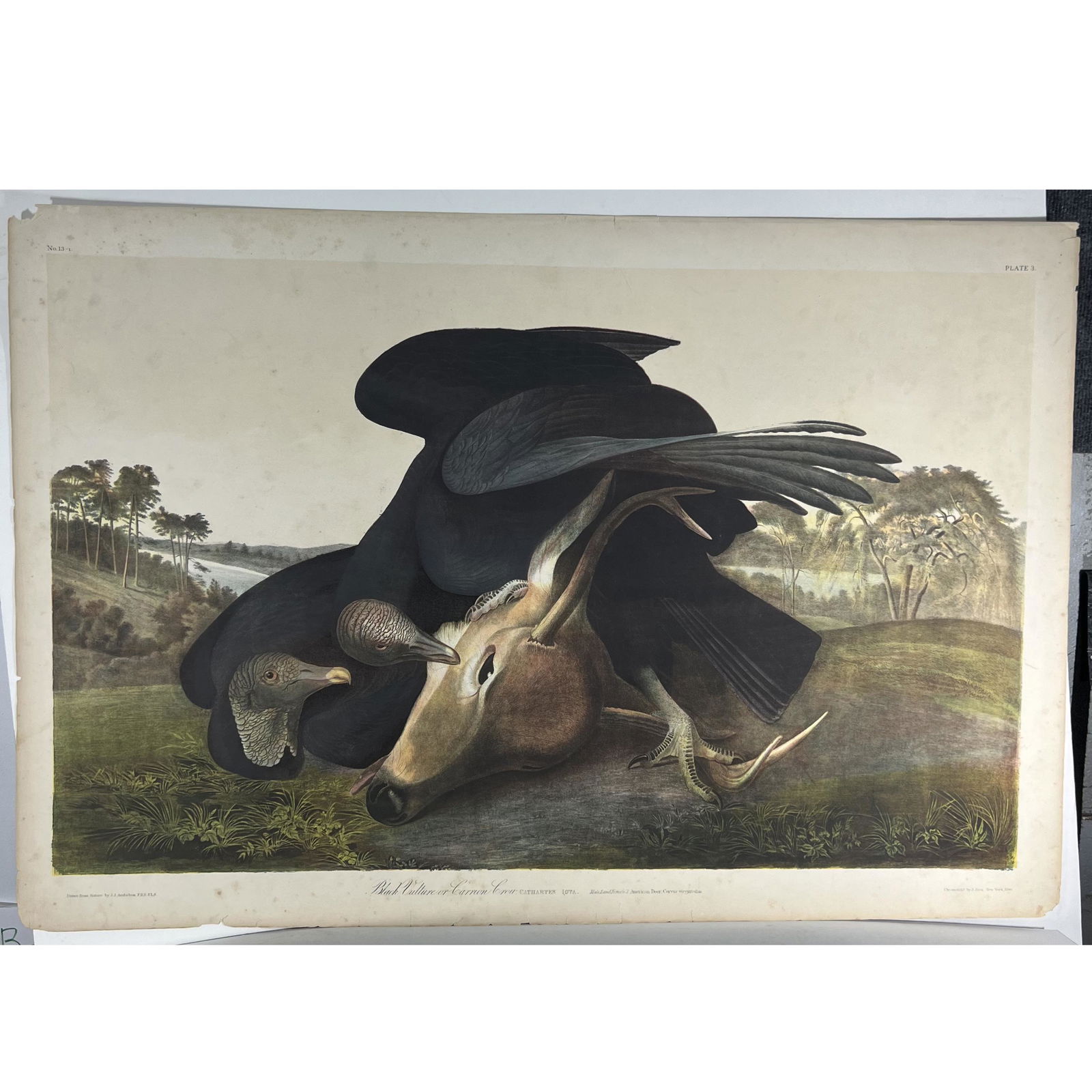 AUDUBON: "Black Vulture..." - Chromolithograph (1 of 9)