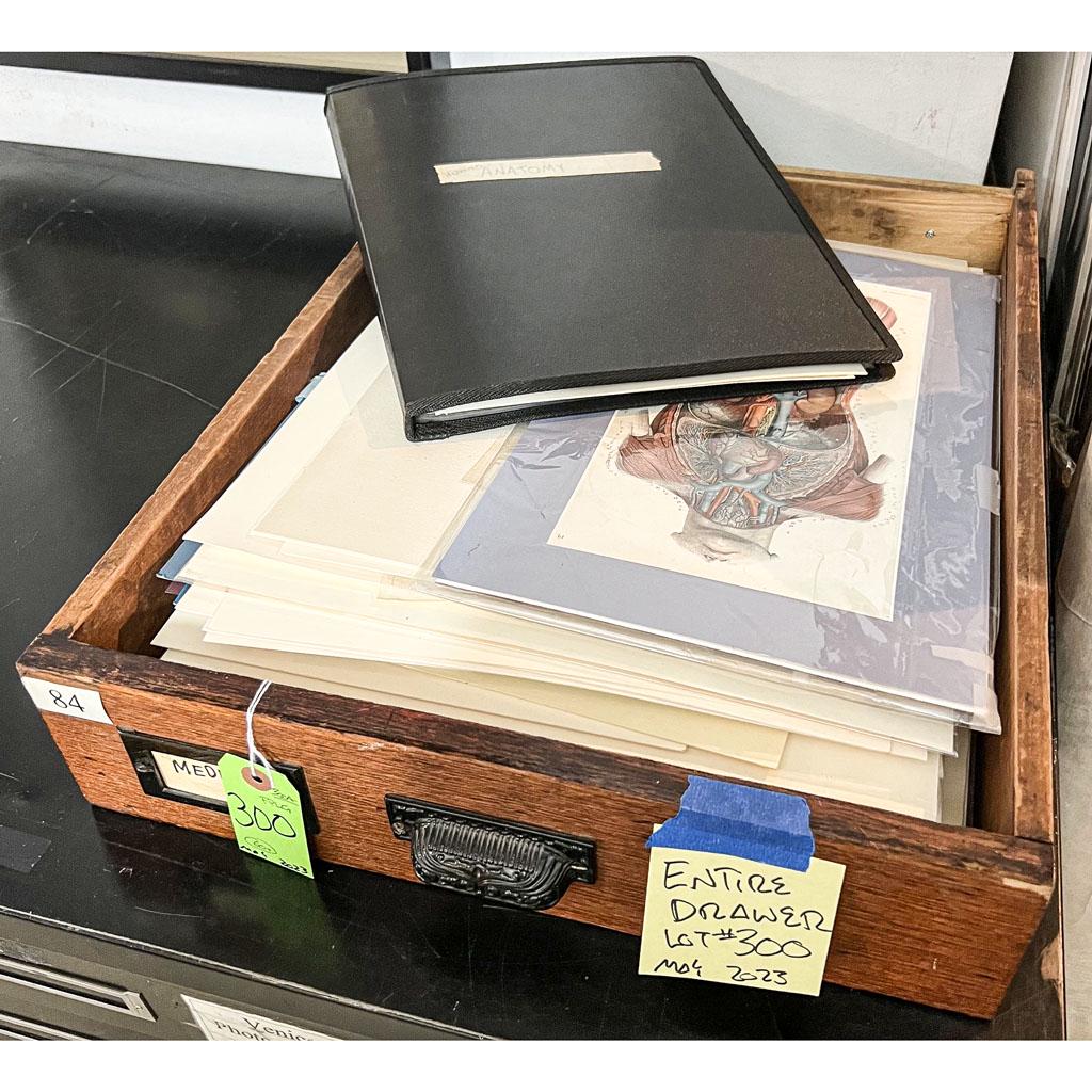 Large Group of 18th/19th C. Anatomical Engravings (1 of 8)