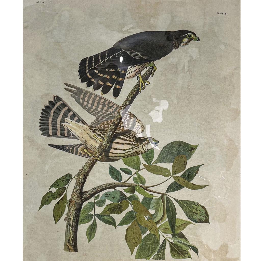 AUDUBON: "Pigeon Hawk" - Chromolithograph (1 of 10)