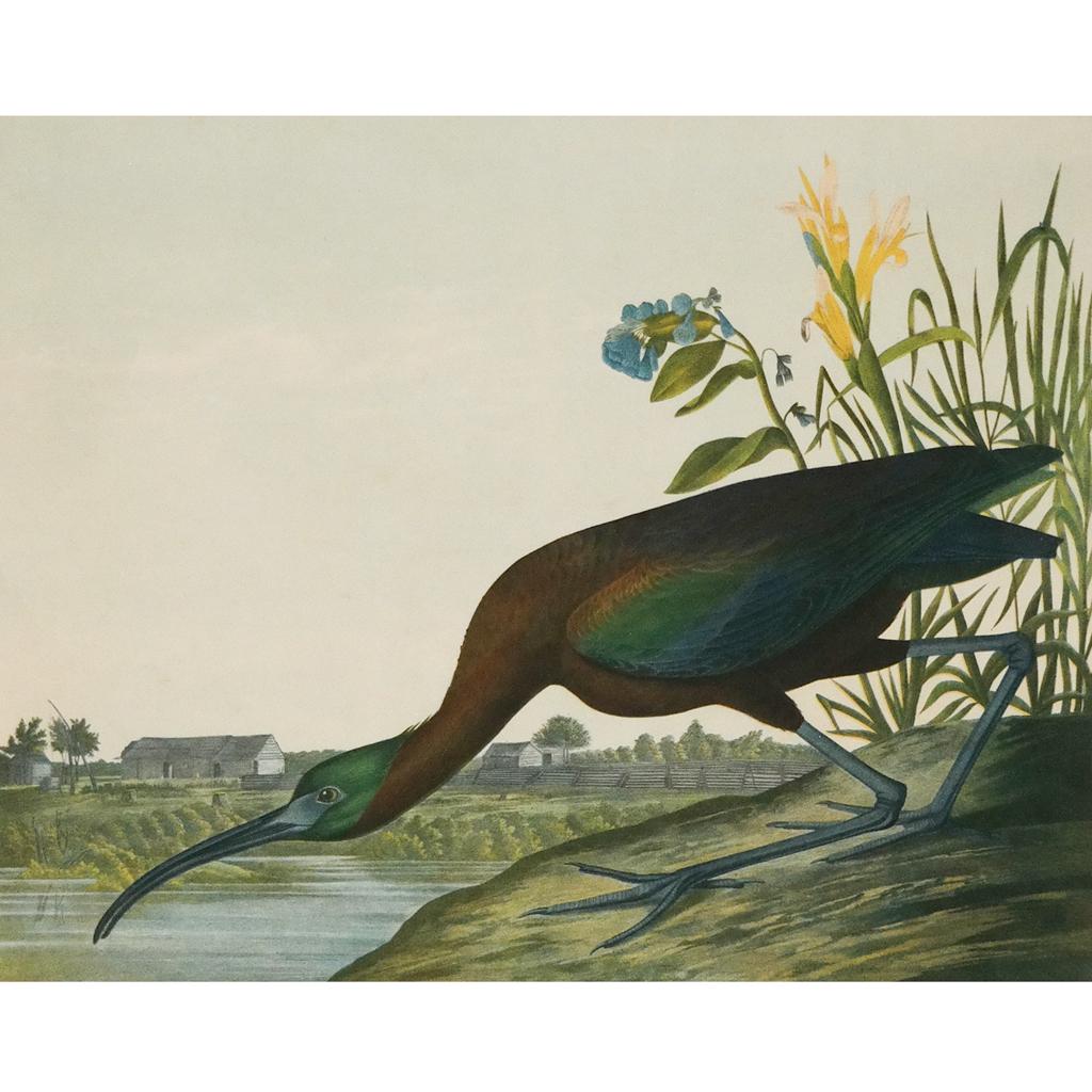 J.J. AUDUBON: "Glossy Ibis" - Chromolithograph (1 of 5)