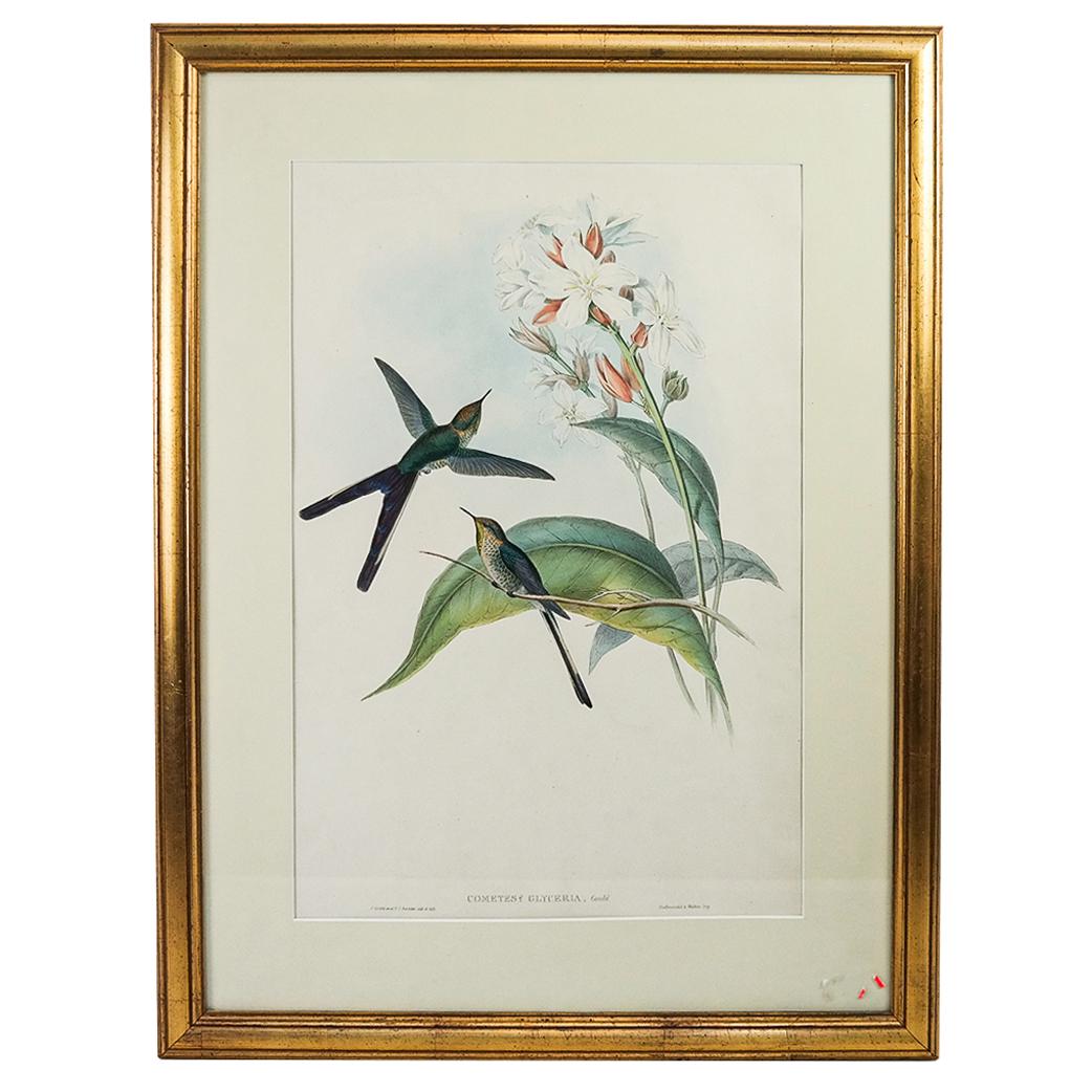 Reproduction Gould & Richter Bird Print (1 of 8)