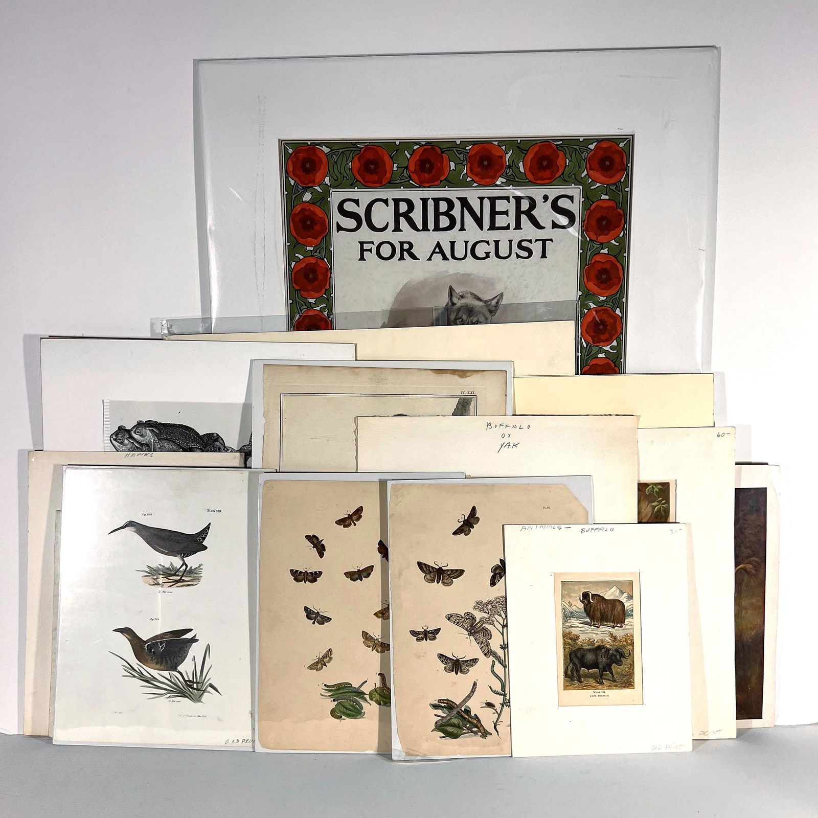 Large Group of Vintage Animal & Wildlife Prints (1 of 14)