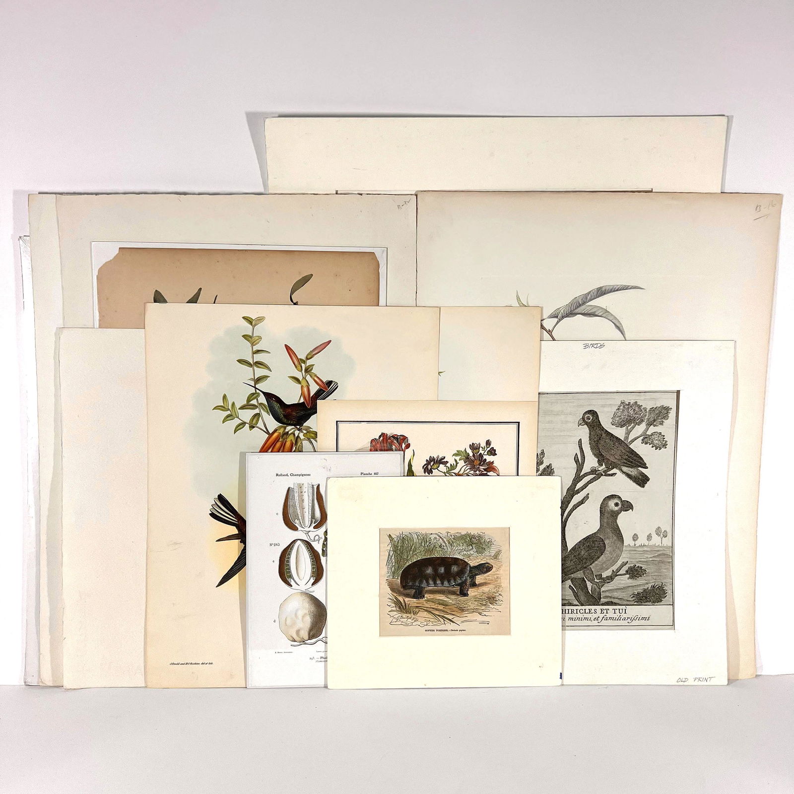 Vintage Botanical Prints, Etchings, Engravings... (1 of 14)