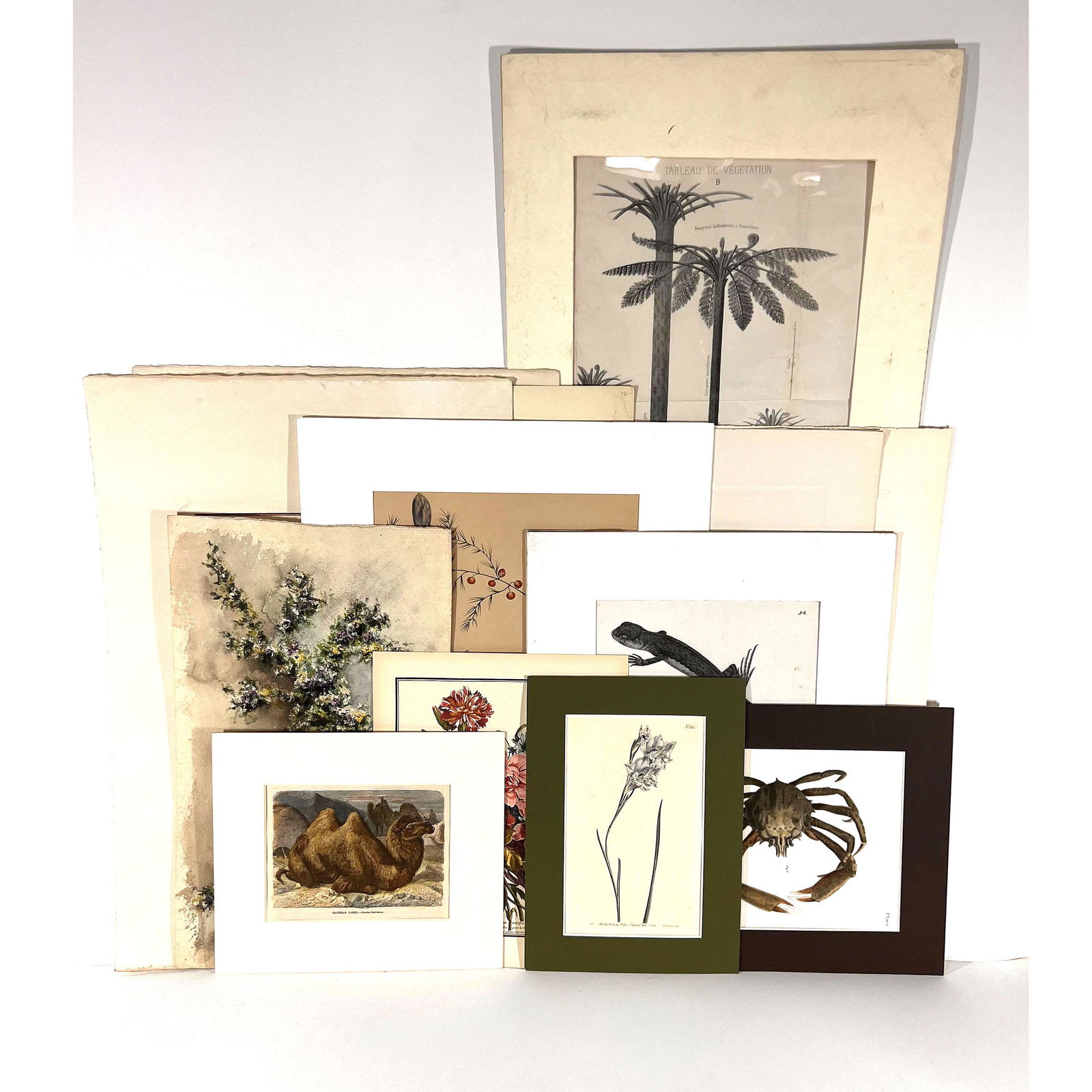 Vintage Botanical Prints, Etchings, Engravings (1 of 14)