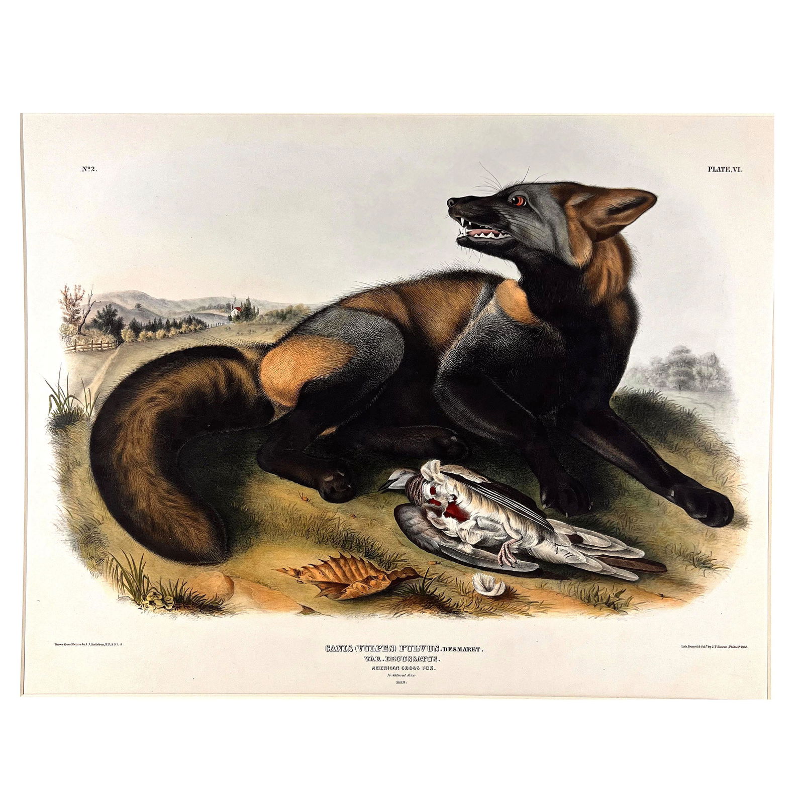 J.J. AUDUBON: "American Cross Fox" - Color Litho (1 of 8)