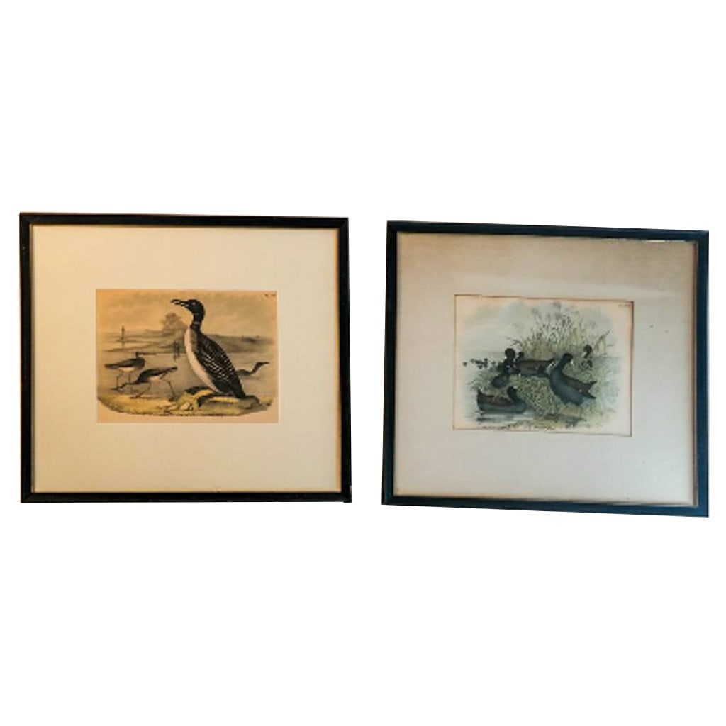 Two Common Loons & Greater Yellowlegs Art (1 of 6)