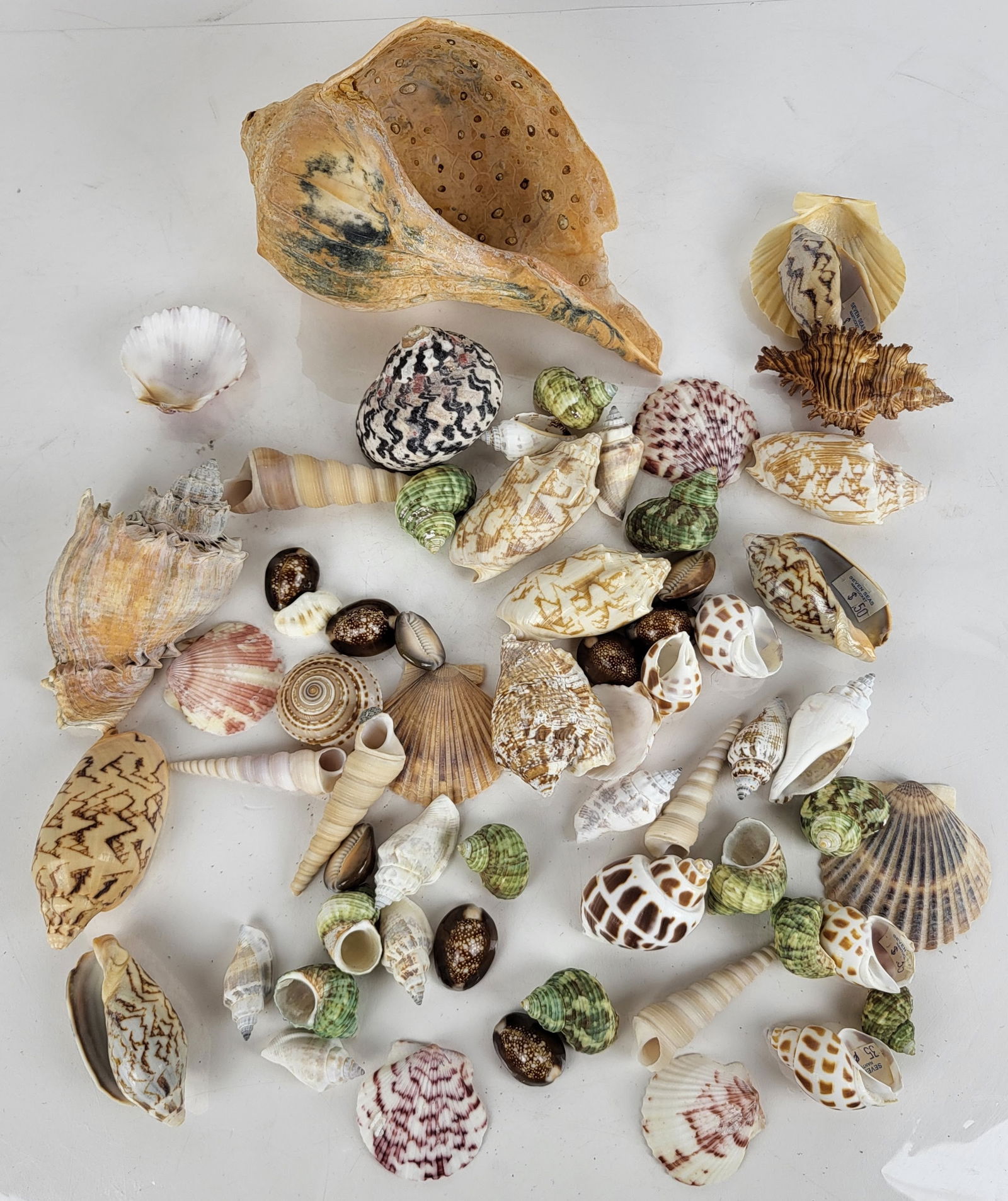 Group of Various Seashells (1 of 11)