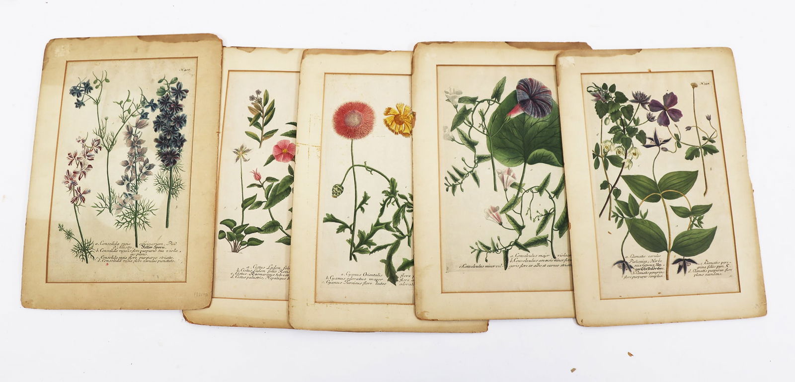 Set of 6 Botanical Prints (1 of 4)