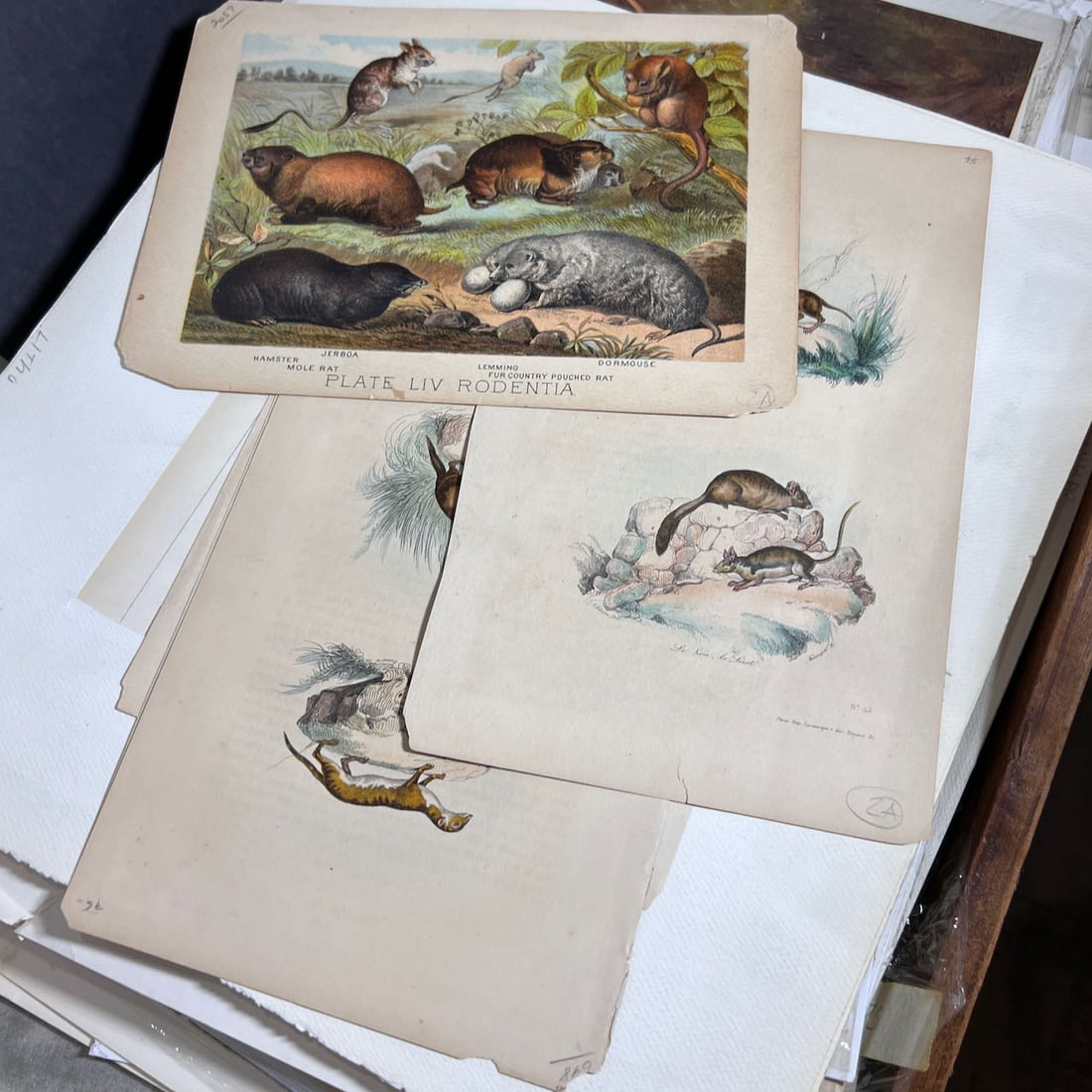 Antique 19th & 20th Century Animal Prints (1 of 9)
