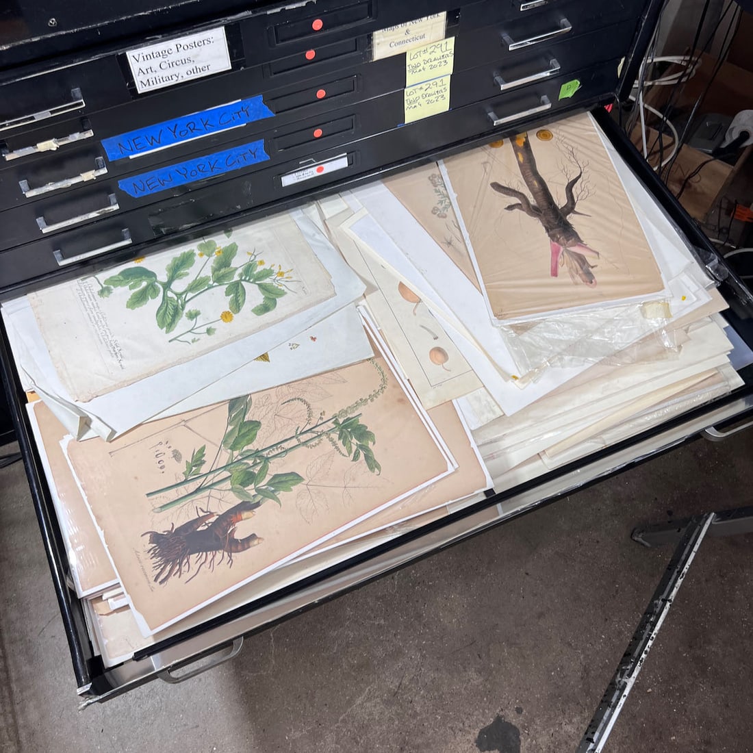Assorted Antique Botanical Prints & Floral Studies (1 of 14)