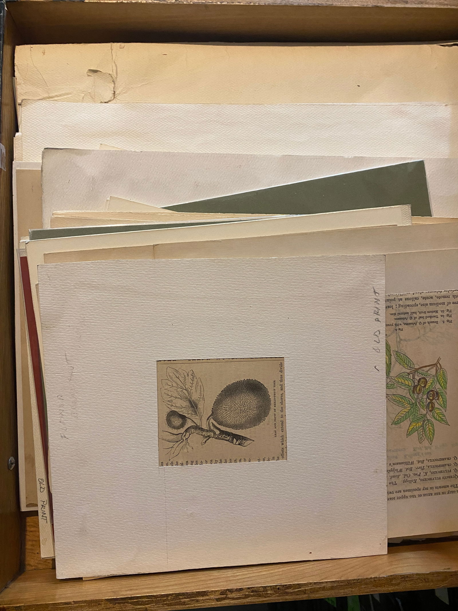 Assorted Antique Botanical Prints & Etchings (1 of 8)