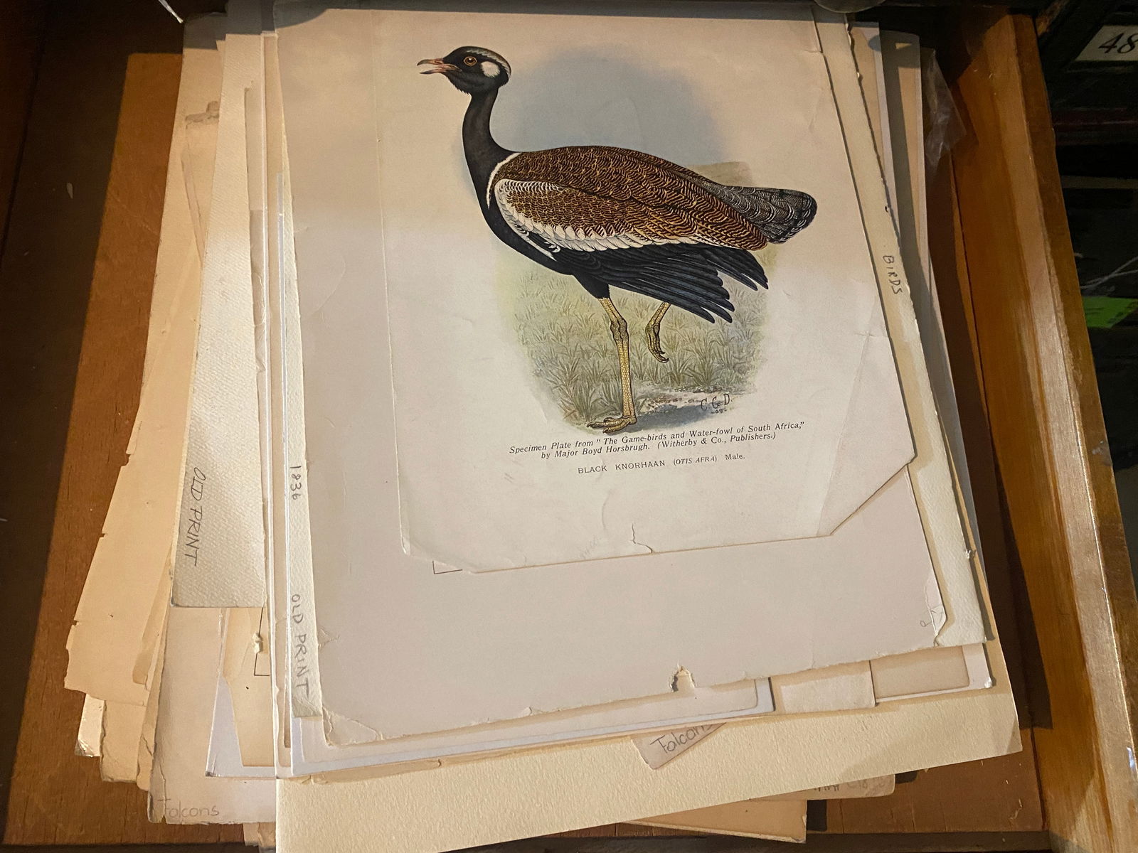 Assorted Antique Ornithological Prints (1 of 5)