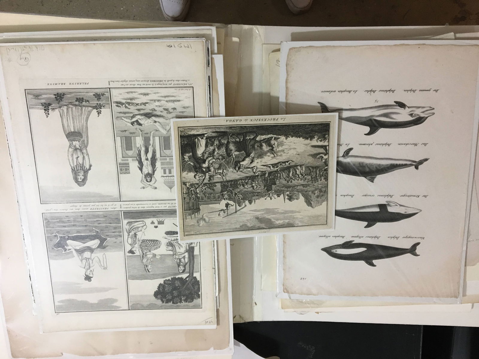 Two Folders of Prints on Animals, Jewelry, Etc. (1 of 10)