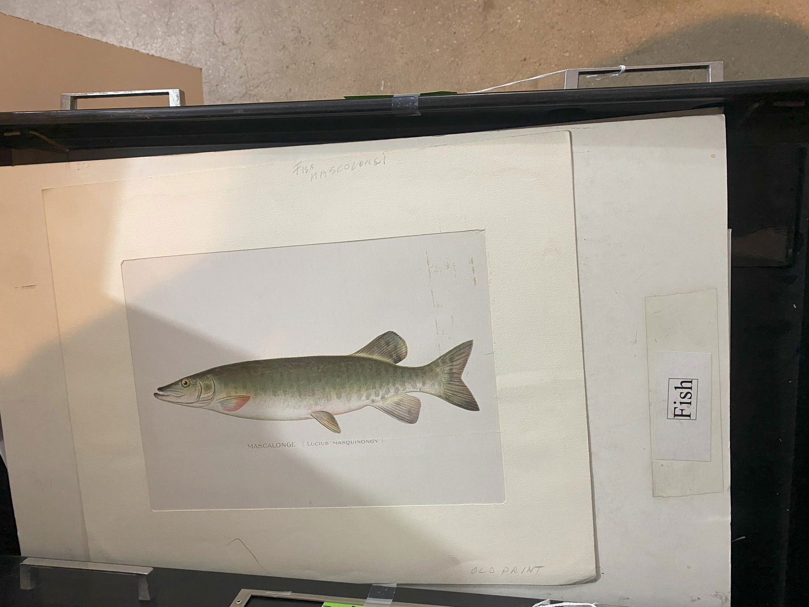 Group of Vintage Aquatic Prints & Fish Studies (1 of 1)