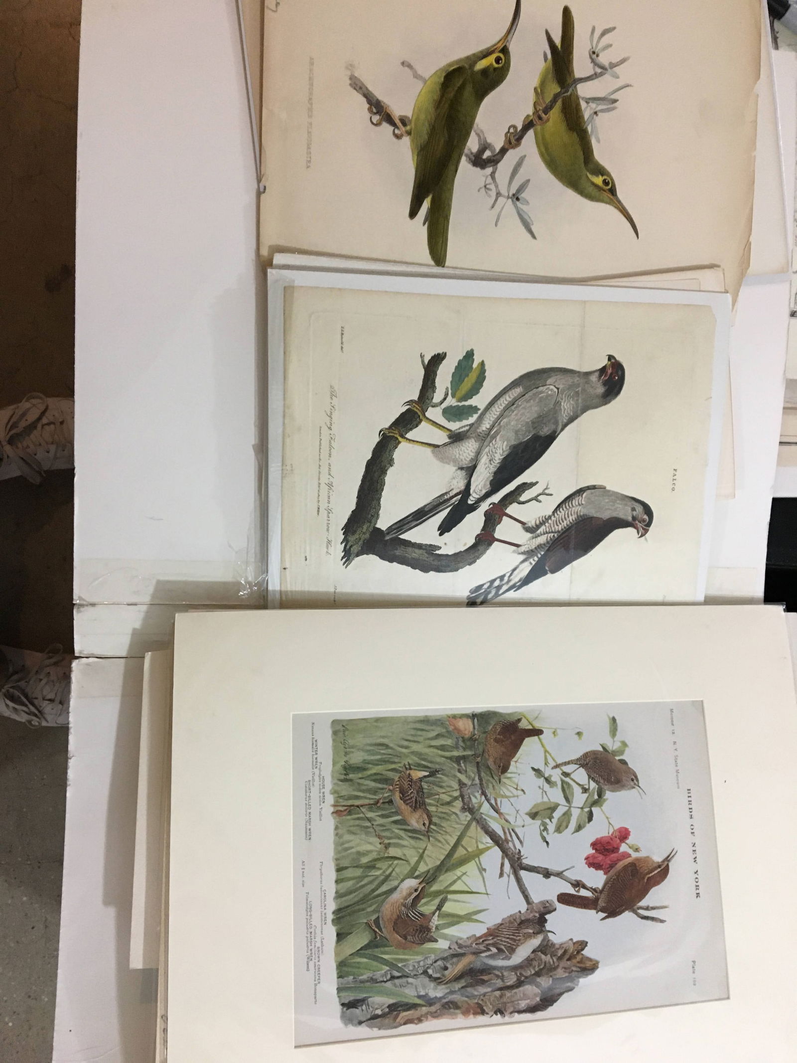 Four Folders of Prints on Birds, Fashion, Etc. (1 of 8)