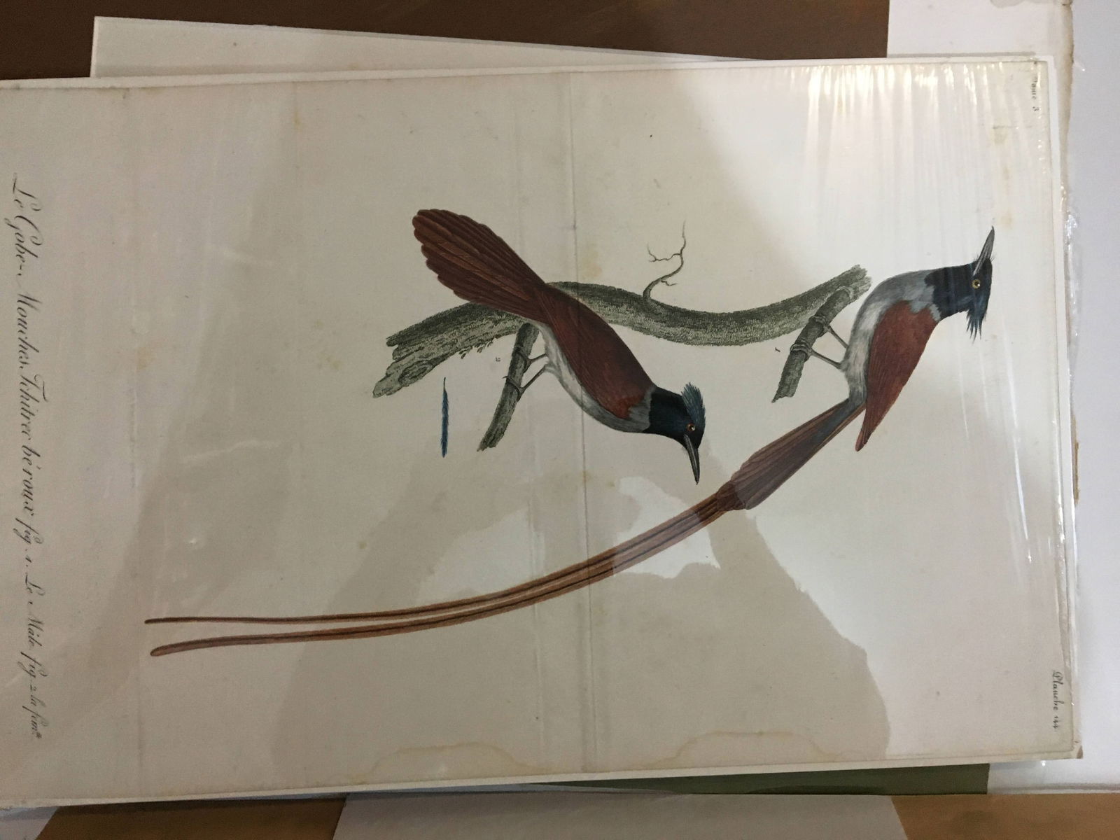 Portfolio of Asst. Ornothological Prints (1 of 8)