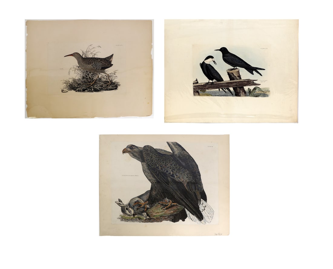 Prideaux John SELBY & Others: Three Etchings (1 of 4)